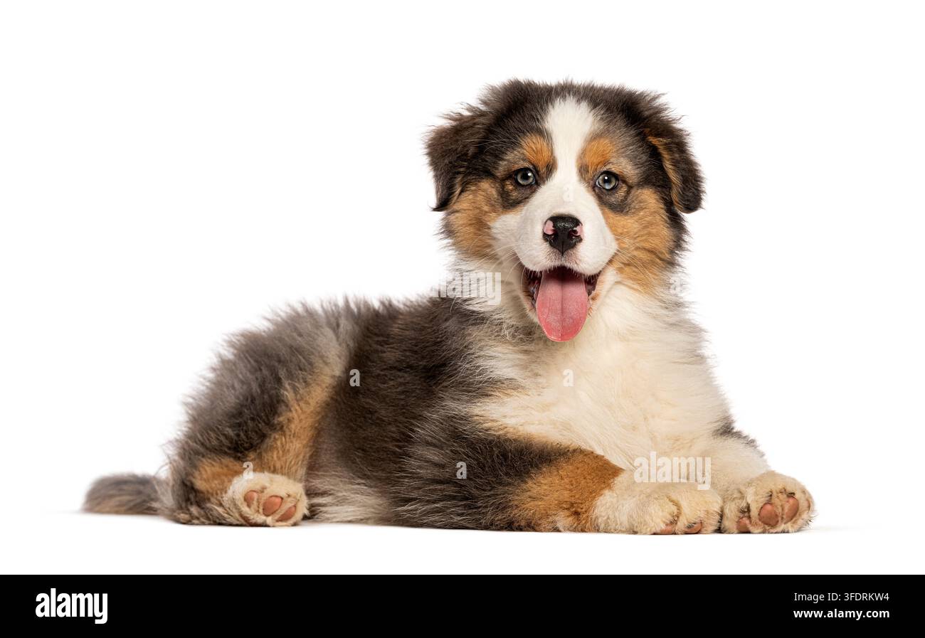 Cucciolo di Australian Shepherd blu merle felice con occhi azzurri, ansimante e rilassato Foto Stock