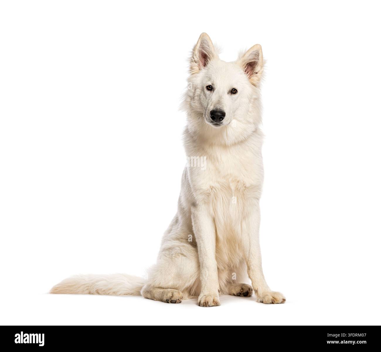 Cane pastore svizzero bianco che guarda la fotocamera, seduto su uno sfondo bianco semplice Foto Stock