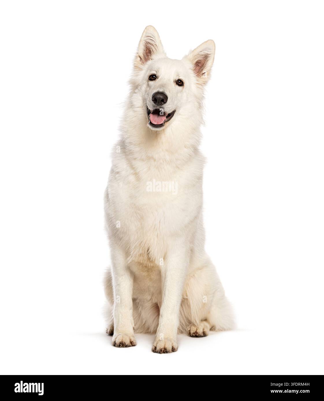 Cane pastore svizzero bianco seduto su sfondo bianco che guarda la fotocamera con un viso felice Foto Stock