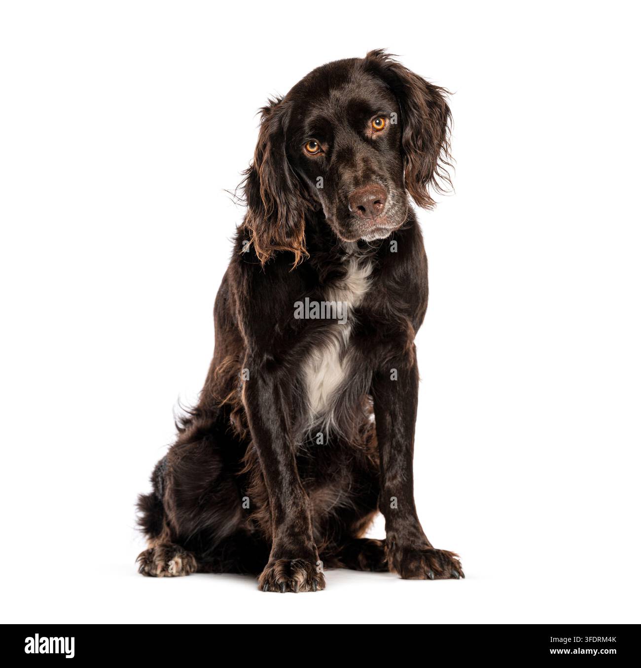 Cane spaniel marrone e bianco seduto su uno sfondo bianco, solleva la testa Foto Stock