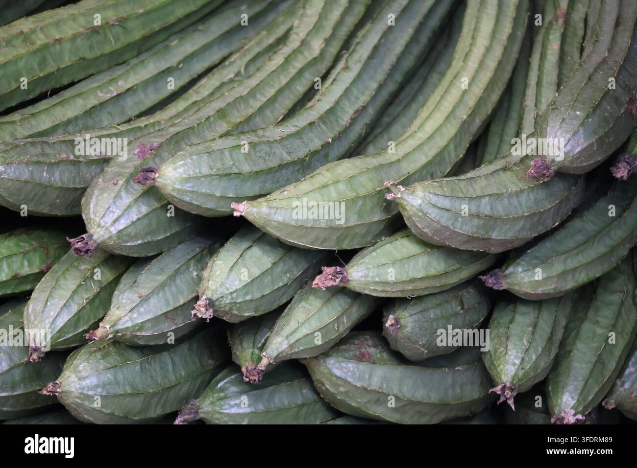 Pila di Ridge Gourd, verdura indiana molto comune e popolare Foto Stock