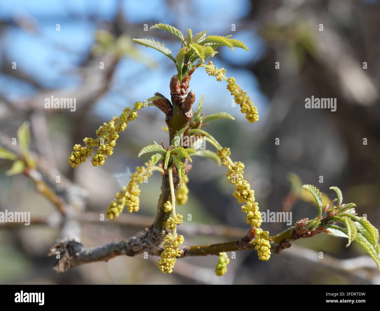 Quercia Chinkapin (Quercus muehlenbergii) Catalessi e foglie emergenti in primavera, Colorado Foto Stock