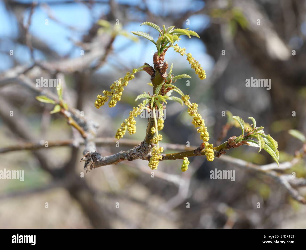Quercia Chinkapin (Quercus muehlenbergii) Gattoini e nuove foglie in primavera, Colorado Foto Stock