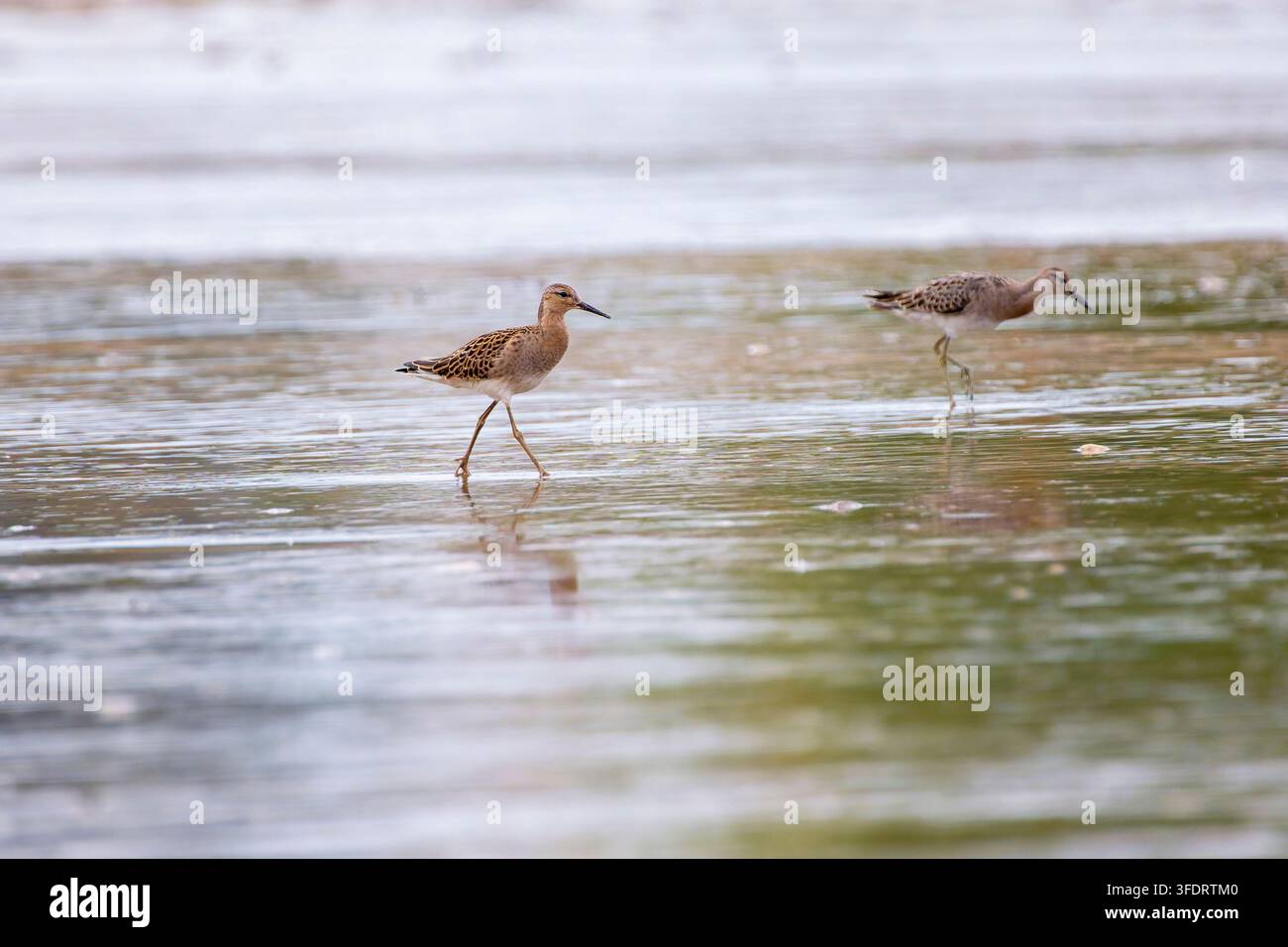 Ruff nell'acqua alla ricerca di cibo. Spagna. Foto Stock