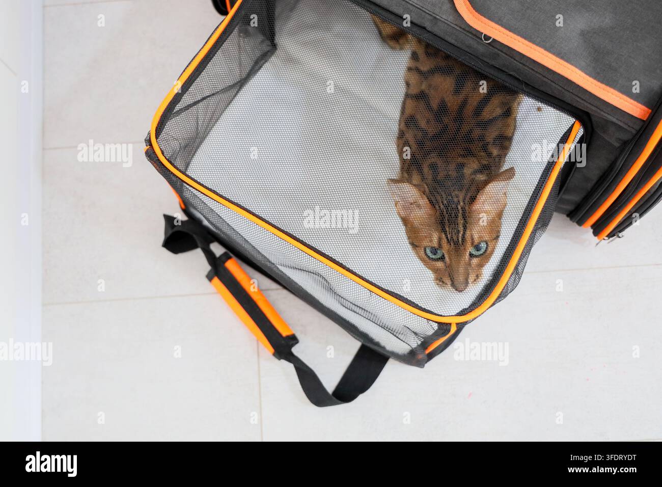 Gatto del Bengala curioso seduto all'interno di un trasportino in rete nera con bordo arancione su pavimento di piastrelle chiaro, visto dall'alto. L'immagine mostra il trasporto di animali domestici Foto Stock