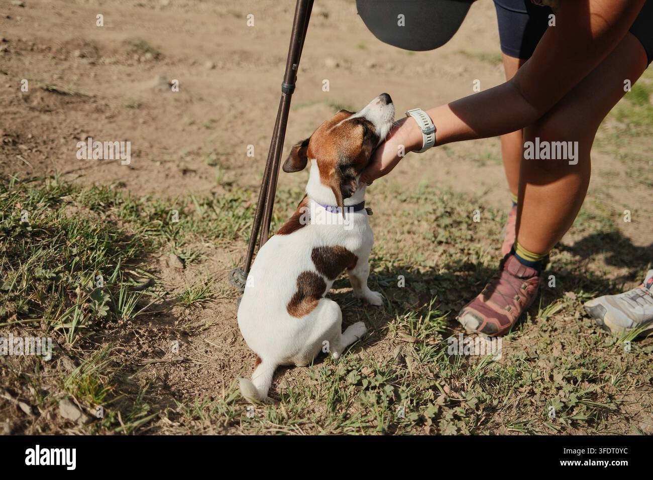 Escursionista che interagisce con un Jack Russell Terrier su un pendio montuoso, con bastoncini da trekking visibili nelle vicinanze, illustrando compagnia, ricreazione all'aperto Foto Stock