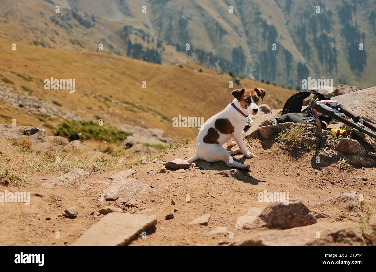 Jack Russell Terrier riposante su un pendio alpino roccioso accanto a bastoni da trekking, con uno scenario montano drammatico sullo sfondo, rappresentante l'escursionismo Foto Stock