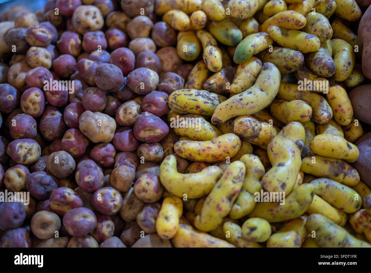 Patate native luminose e nodose ammucchiate in un mercato contadino, che mostrano varietà gialle fingerling e viola con bucce terrose, texture e aspetto naturale Foto Stock