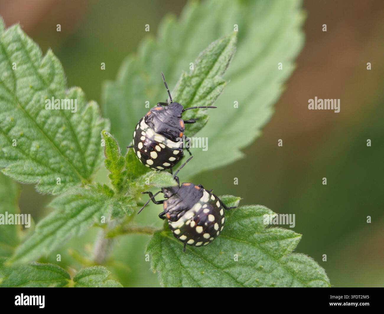 Macro close-up isolato di due ninfe al terzo stadio larvale della cimice verde invasiva del sud (Nezara viridula) su una foglia di Urtica dioica ad agosto. Foto Stock