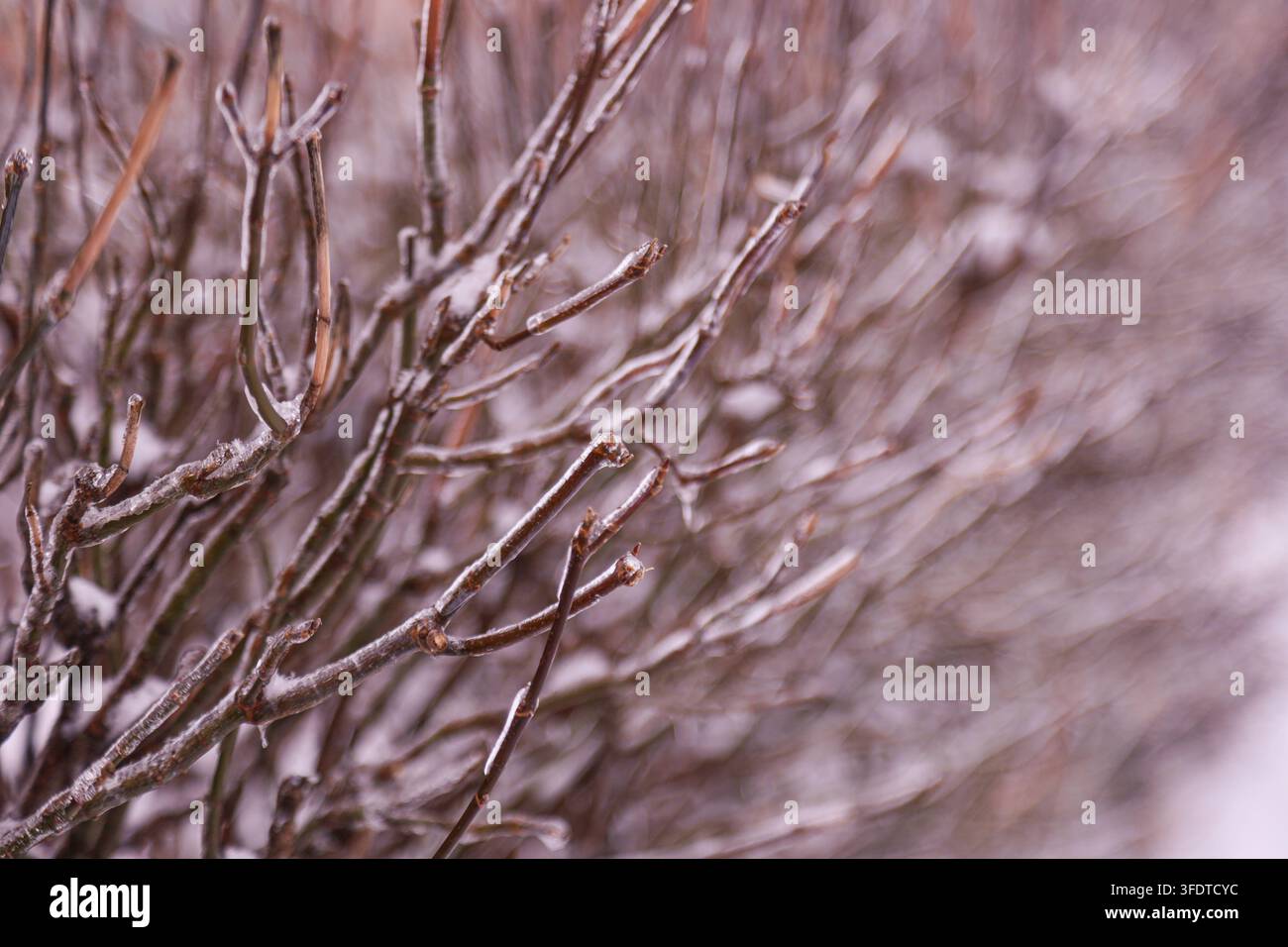 Prima vista di rametti marroni coperti di brina bianca e neve durante l'inverno. Messa a fuoco netta sui rami in primo piano con uno sfondo innevato sfocato. Foto Stock