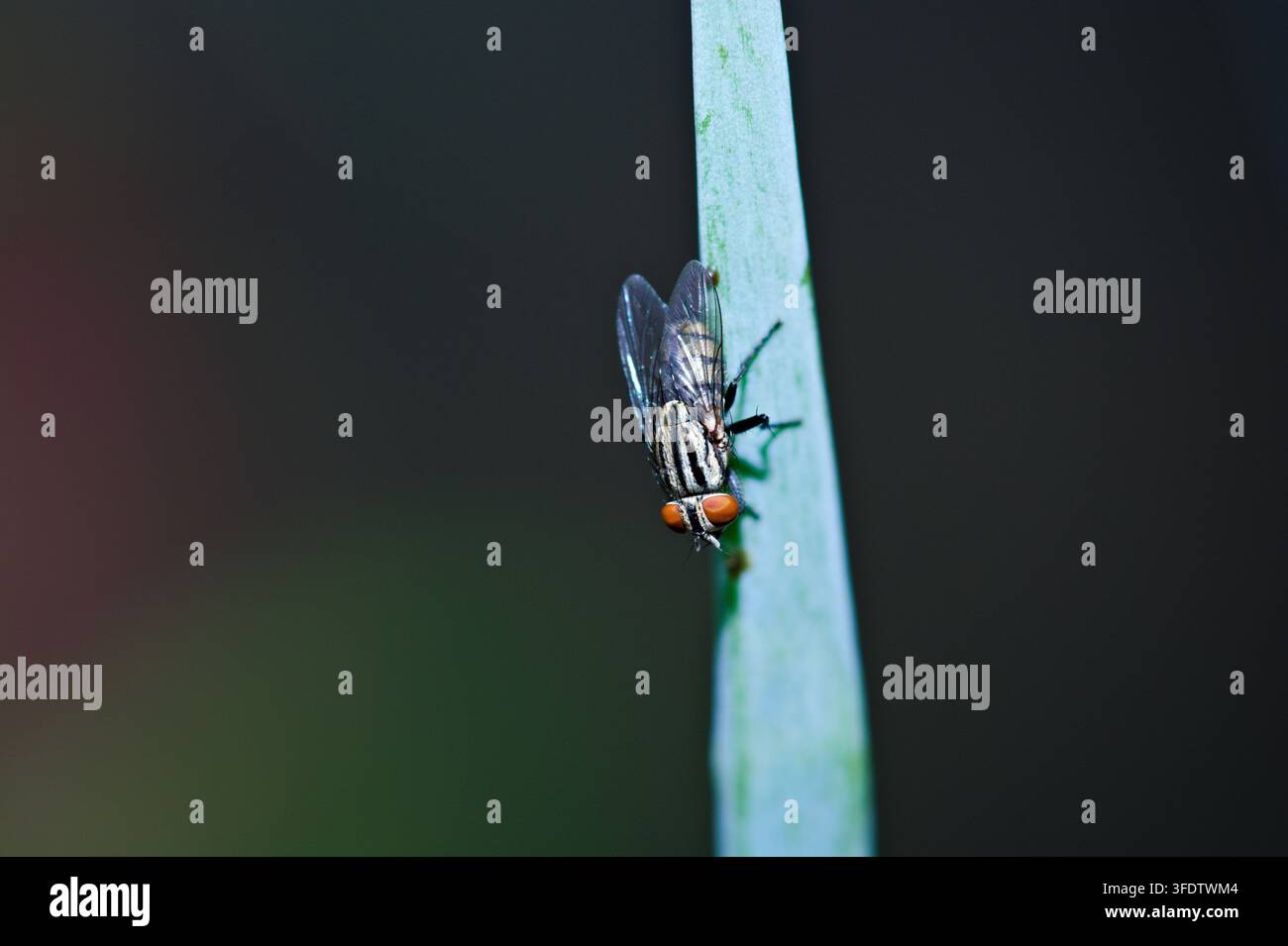 Fotografia macro in primo piano di una mosca della carne (Sarcophagidae) con occhi composti rossi appollaiata su uno stelo vegetale verticale Foto Stock
