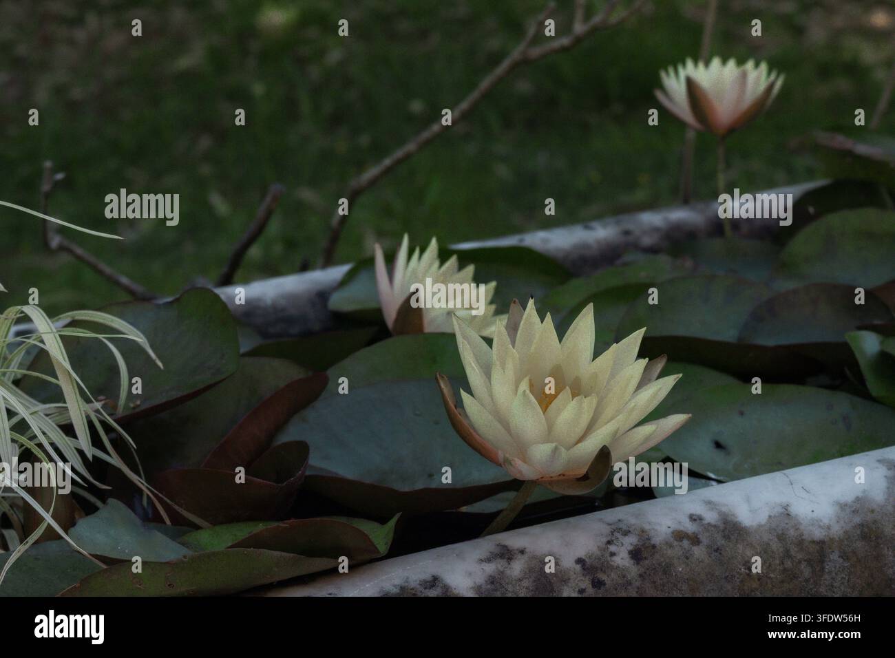 Fiore di ninfea gialla in uno stagno di piante acquatiche Foto Stock