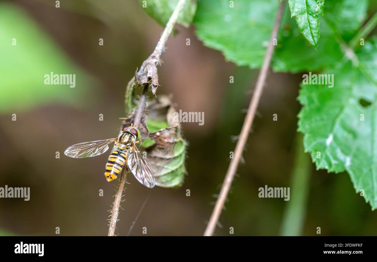 Episyrphus balteatus (Mosca volubile) appoggiato su un ramo secco di rovo sul suolo della foresta, primo piano macro Foto Stock