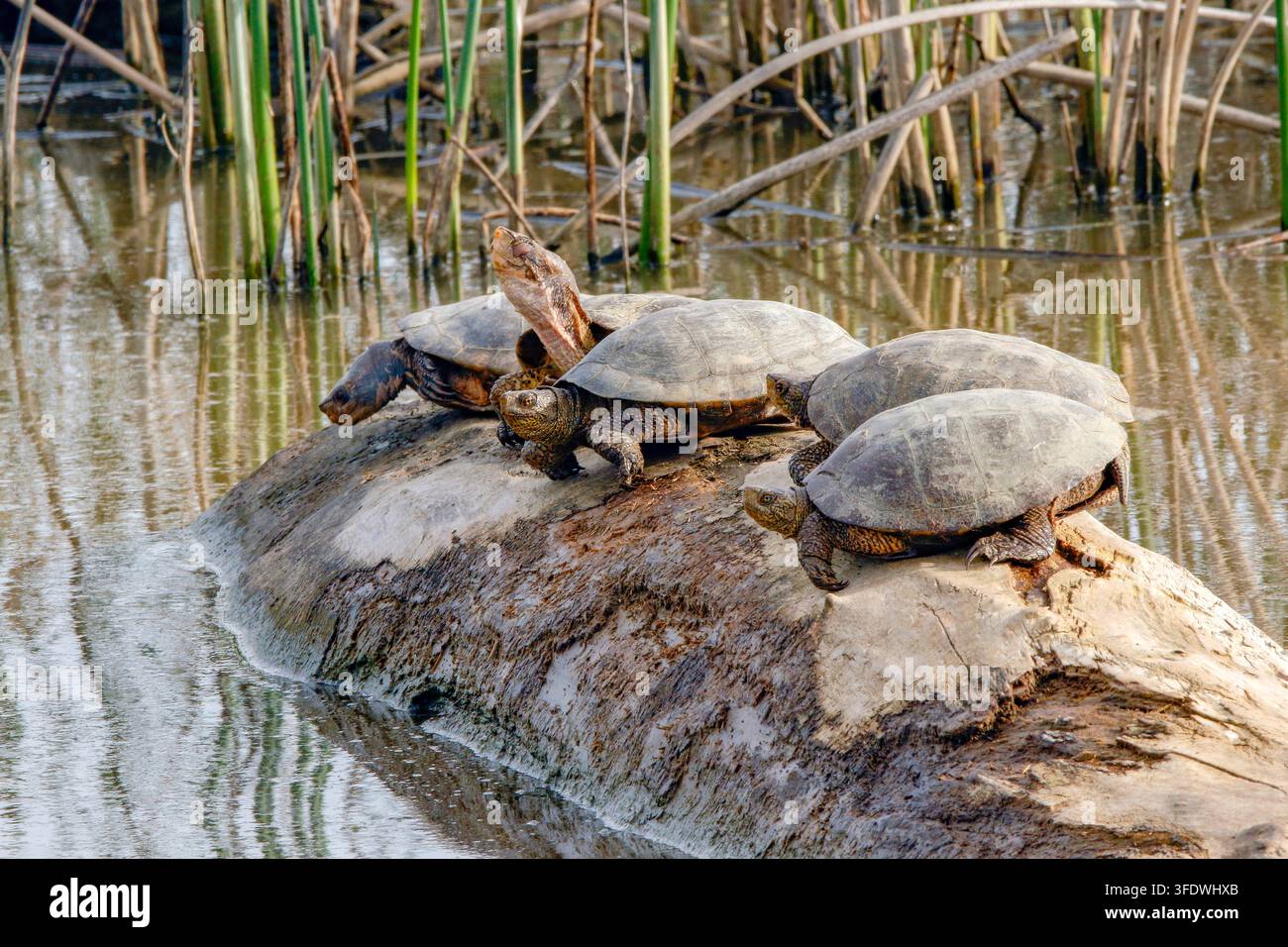 Tartaruga palustre occidentale, Actinemys marmorata, che si prende il sole su un tronco, Sacramento National Wildlife Refuge, California, USA Foto Stock