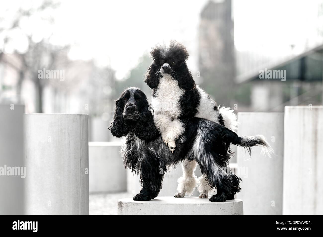 Cocker Spaniel inglese porta un Barboncino sulla schiena Foto Stock