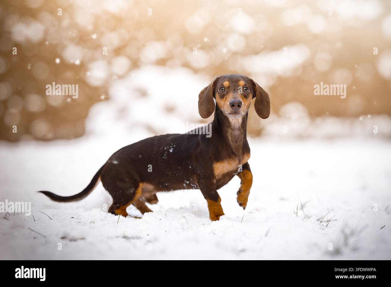 Bassotto a pelo corto cammina attraverso un paesaggio invernale innevato Foto Stock
