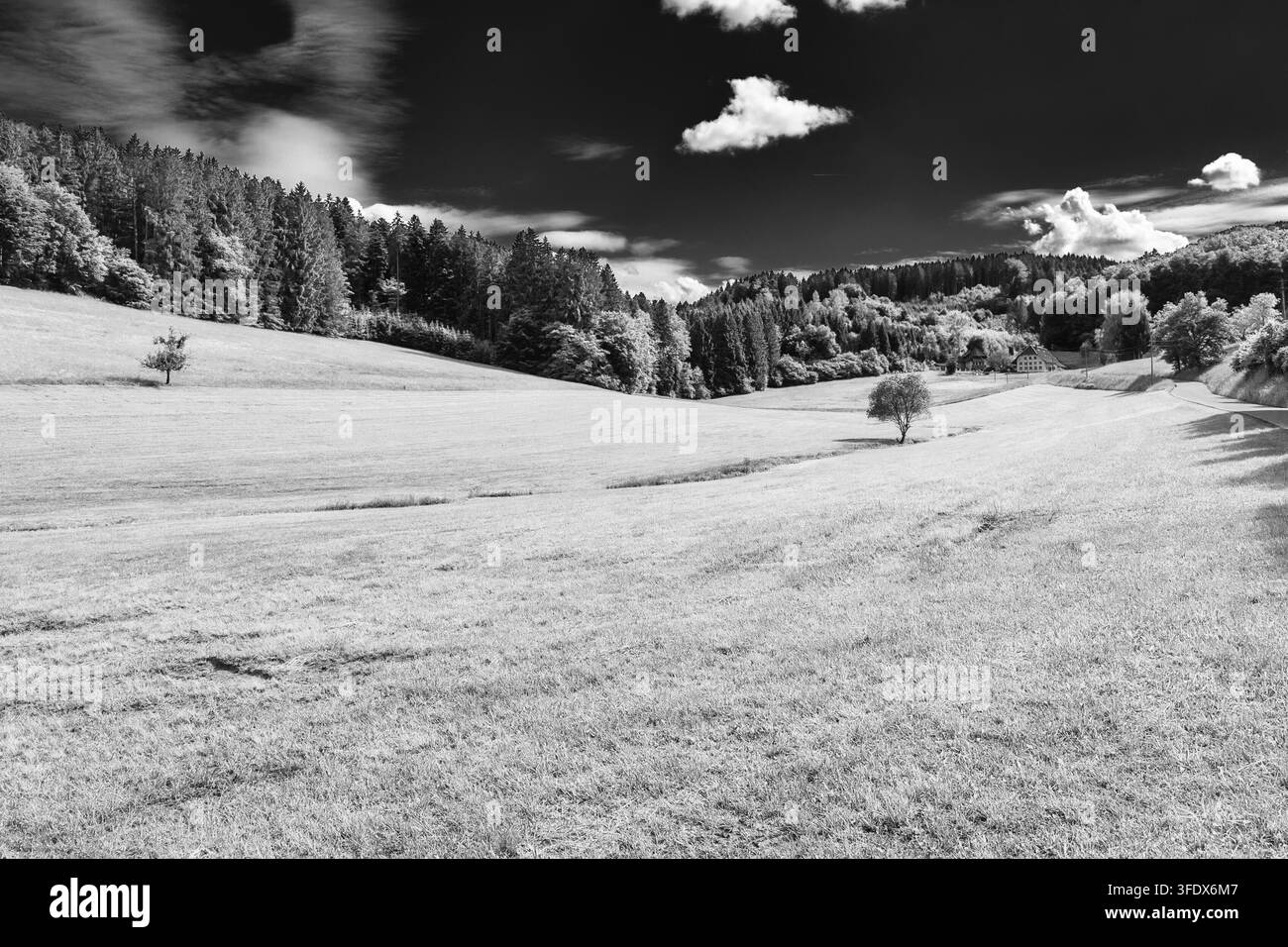 Una vista di una bellissima valle nella Foresta Nera in Germania Foto Stock