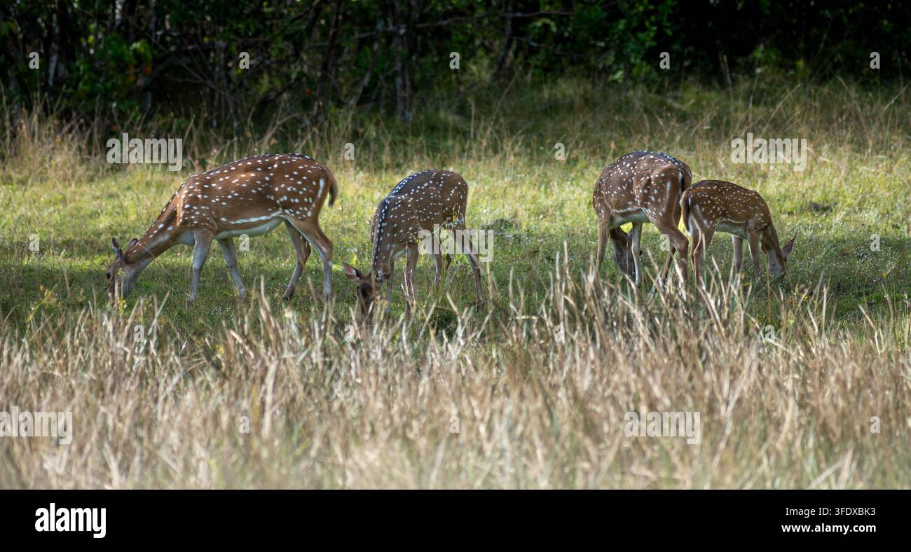 Quattro cervi maculati pascono tranquillamente nell'erba alta. La luce del sole filtra attraverso gli alberi dietro di loro. Si muovono lentamente, con la testa abbassata per nutrirsi. Habitat naturale Foto Stock