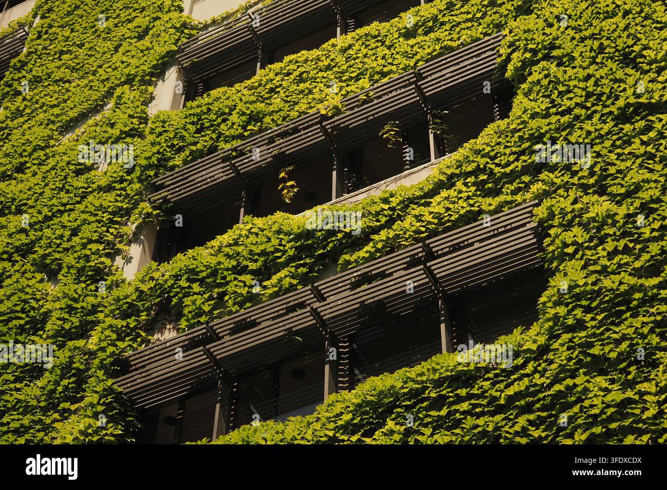 Viti verdi coprono un edificio in città Foto Stock