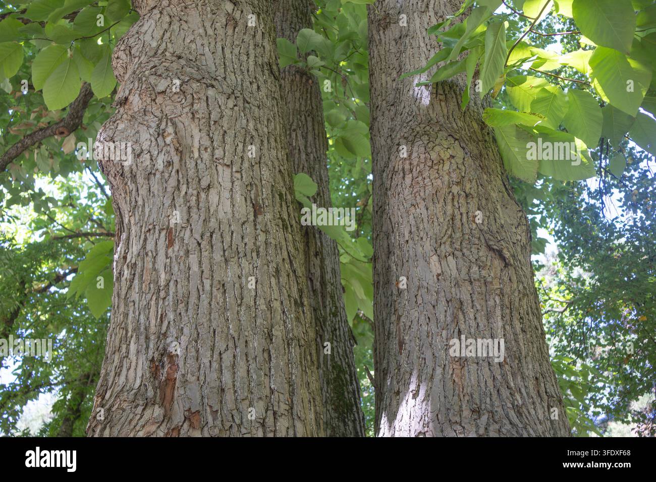 Primo piano di tronchi massicci di alberi maturi con corteccia strutturata e fogliame verde lussureggiante in estate. Foto Stock