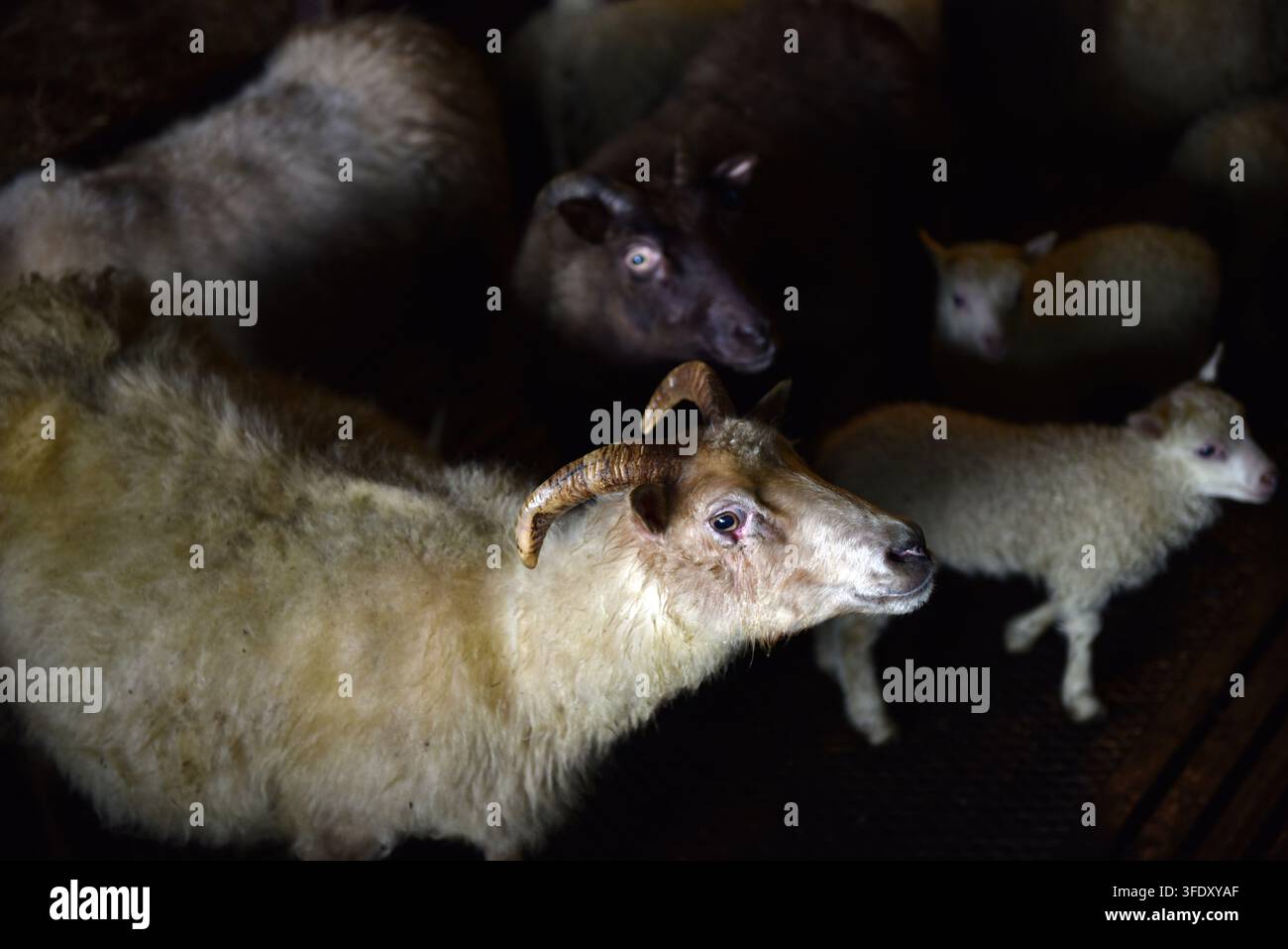 Pecore islandesi cornuto che riposano in penne di legno all'interno di un fienile fienile, Islanda Foto Stock