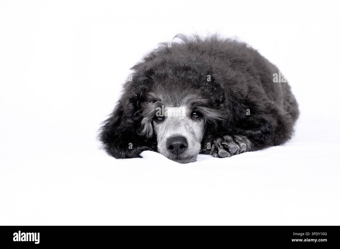 Royal Poodle Foto Stock