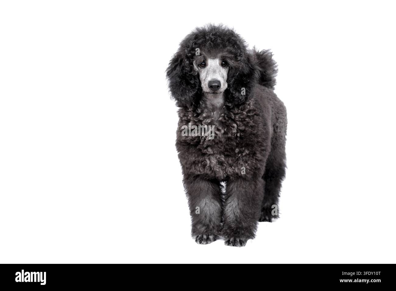 Royal Poodle Foto Stock