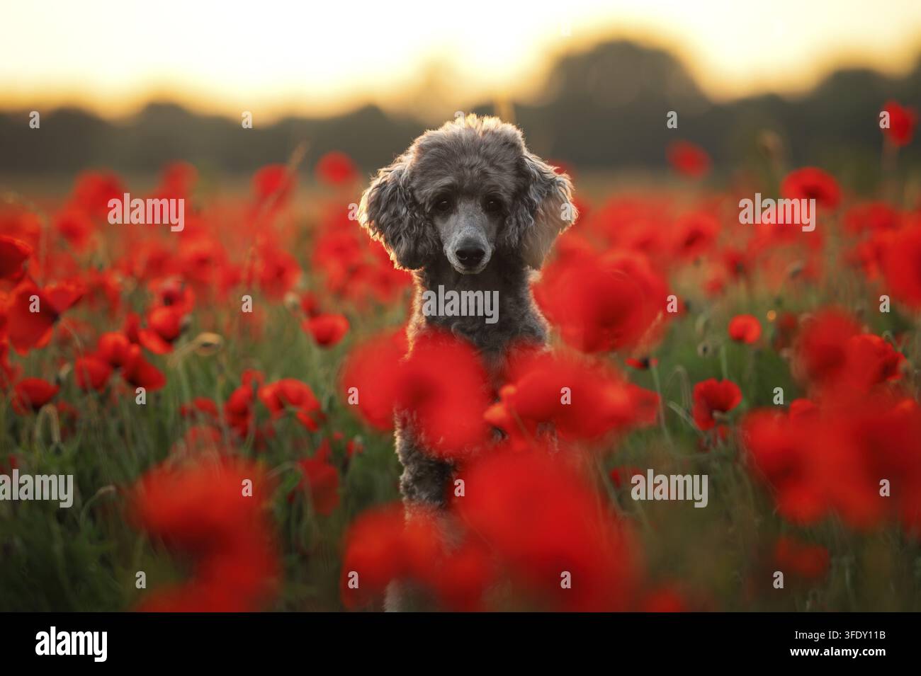 Royal Poodle Foto Stock