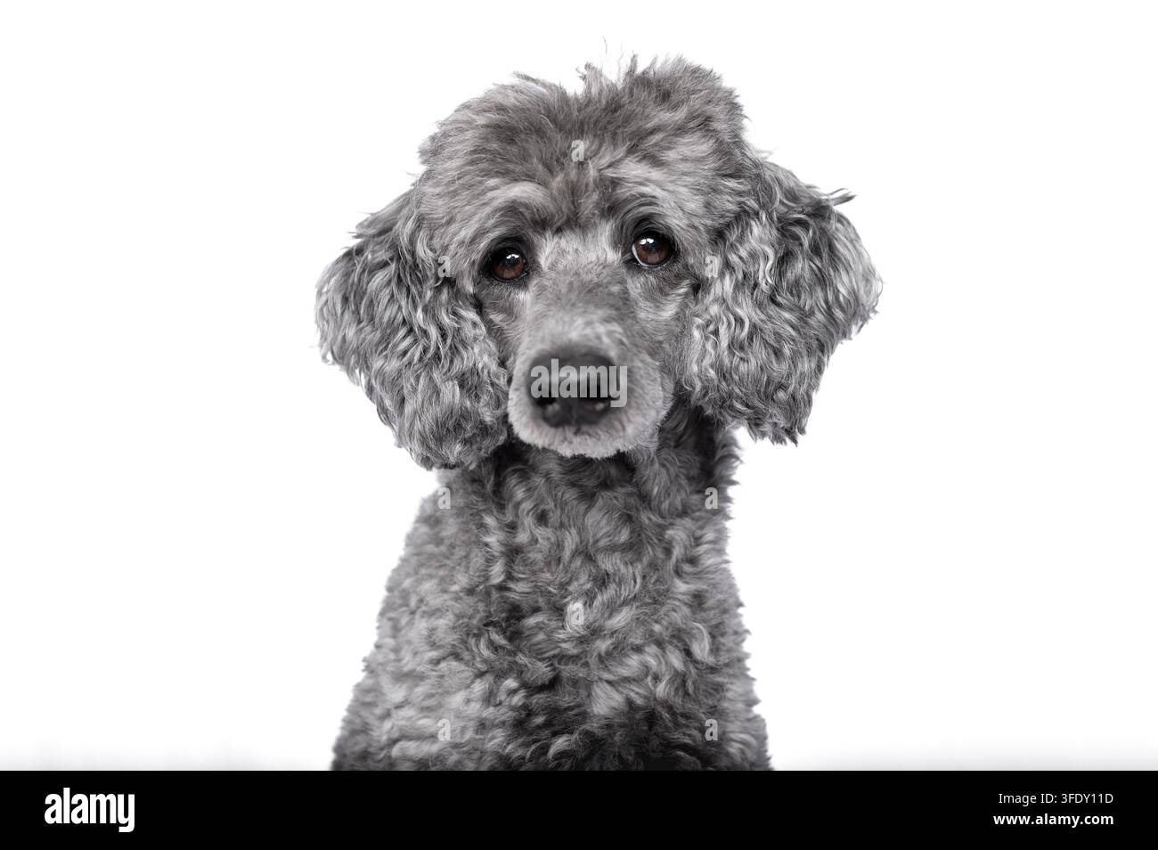 Royal Poodle Foto Stock