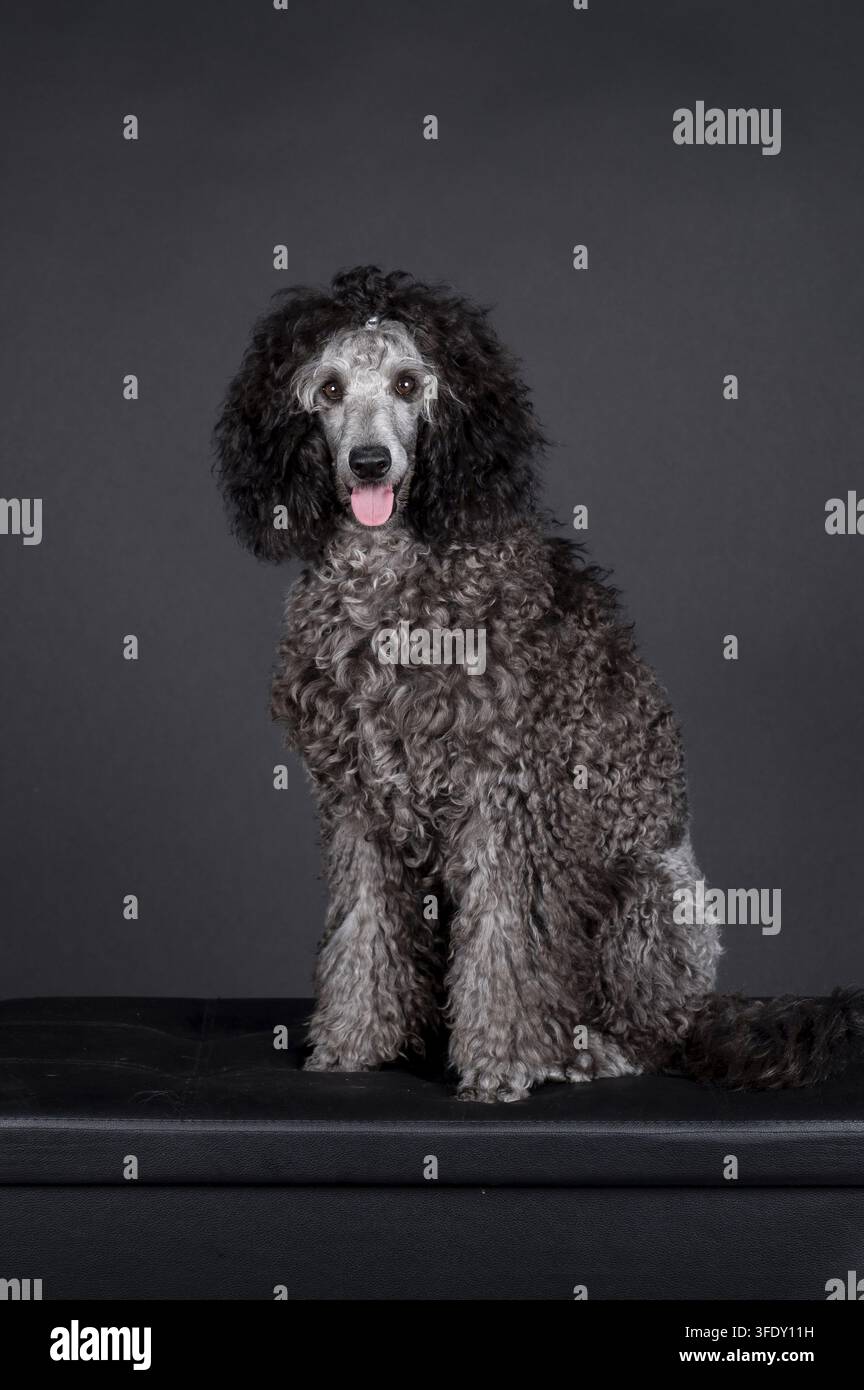 Royal Poodle Foto Stock