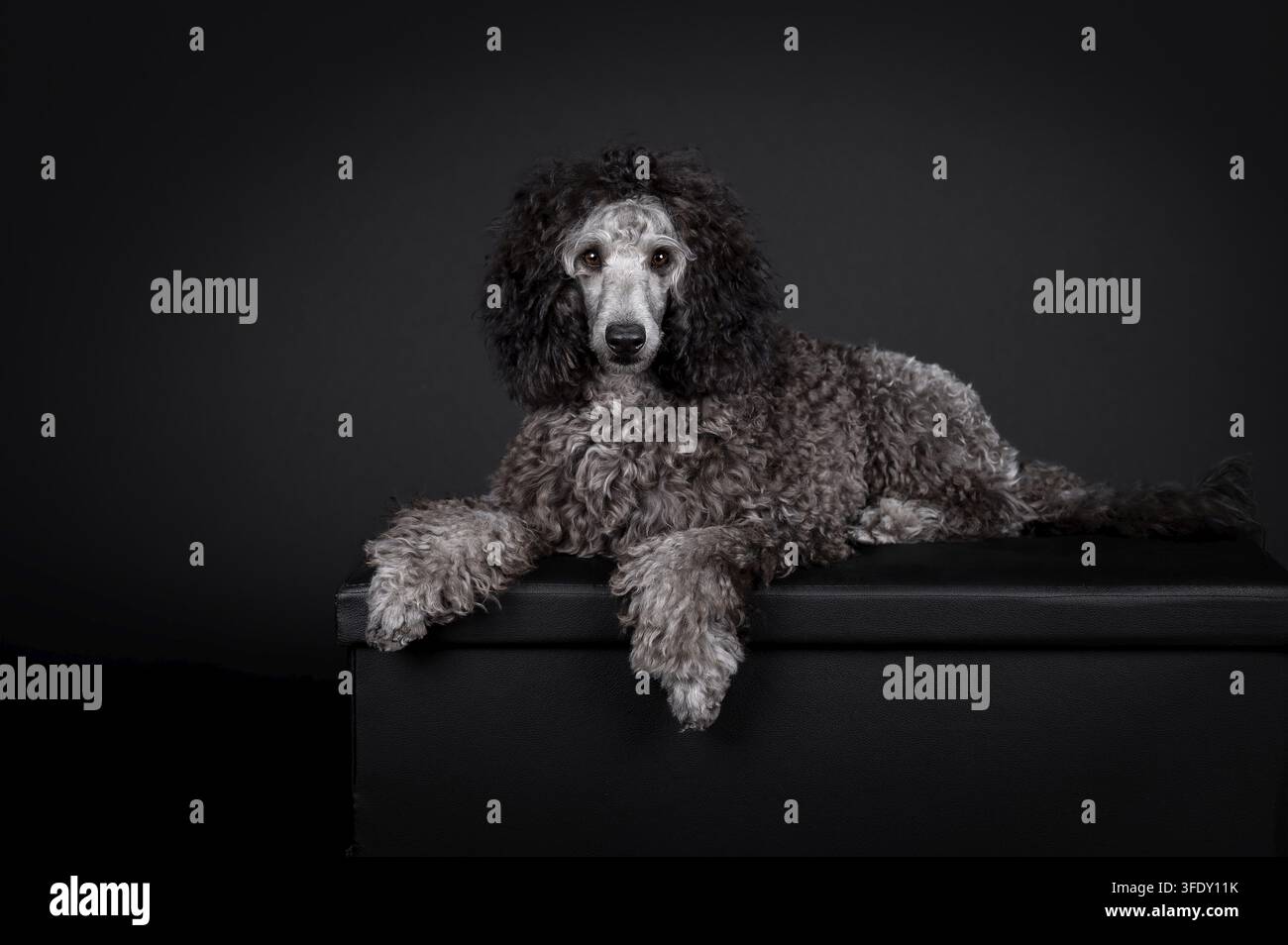 Royal Poodle Foto Stock