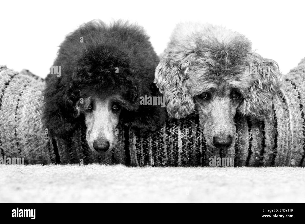 Royal Poodle Foto Stock
