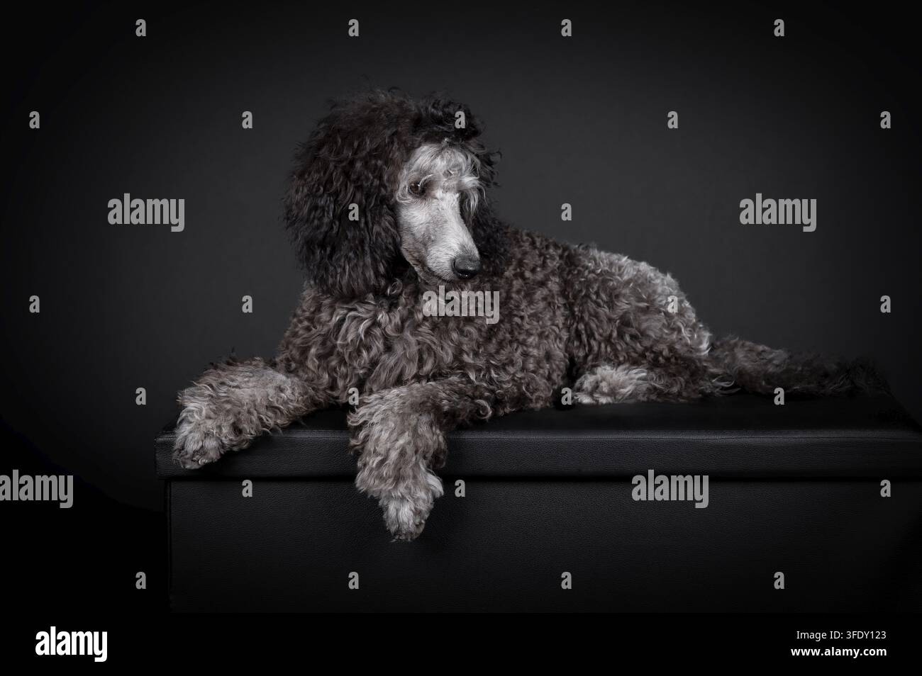Royal Poodle Foto Stock