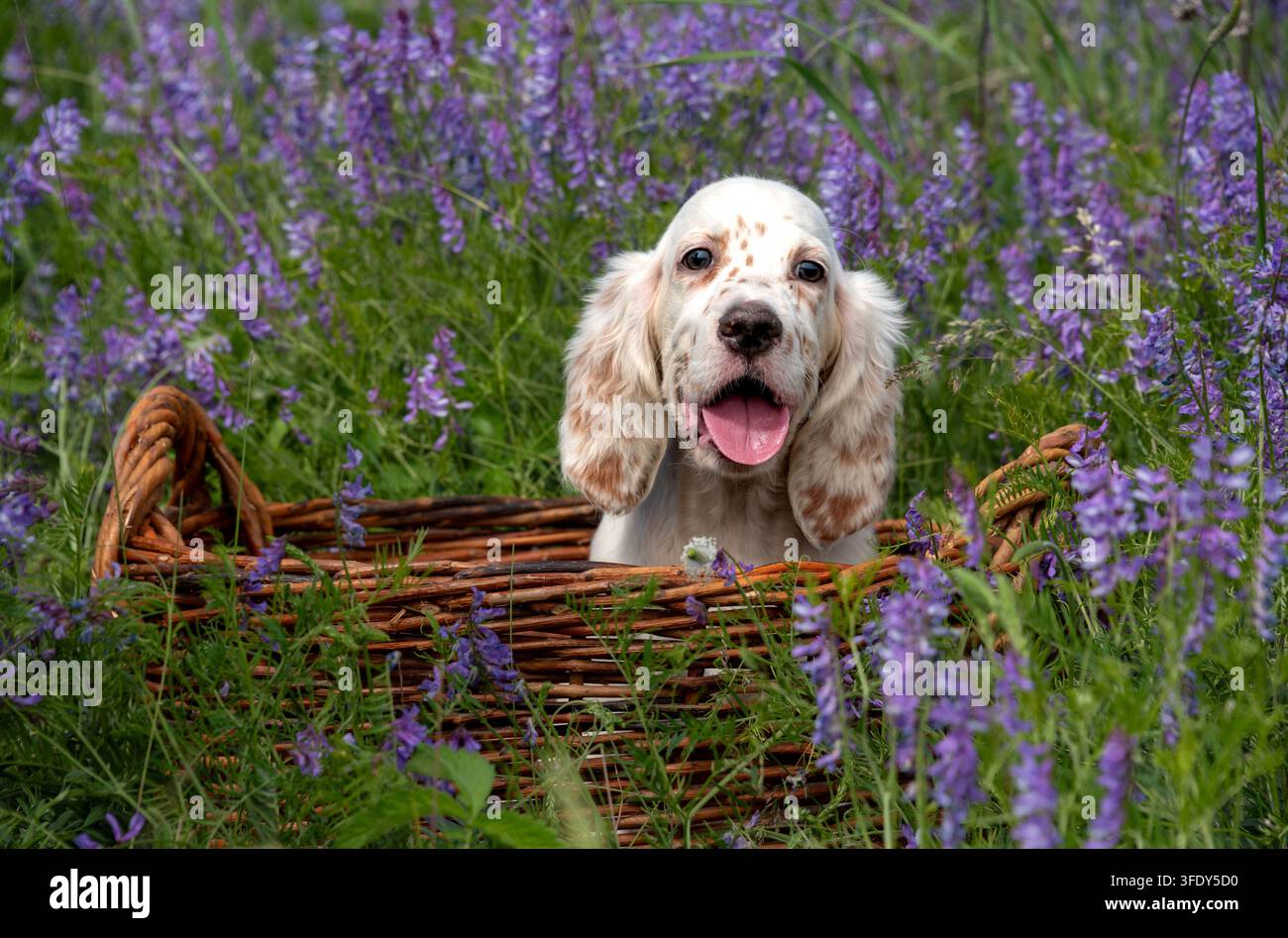 Simpatico cucciolo di English Setter bianco con macchie rosse seduto in un cesto di vimini tra l'erba verde primaverile con fiori blu. Passeggiata con un cane fuori dal c Foto Stock