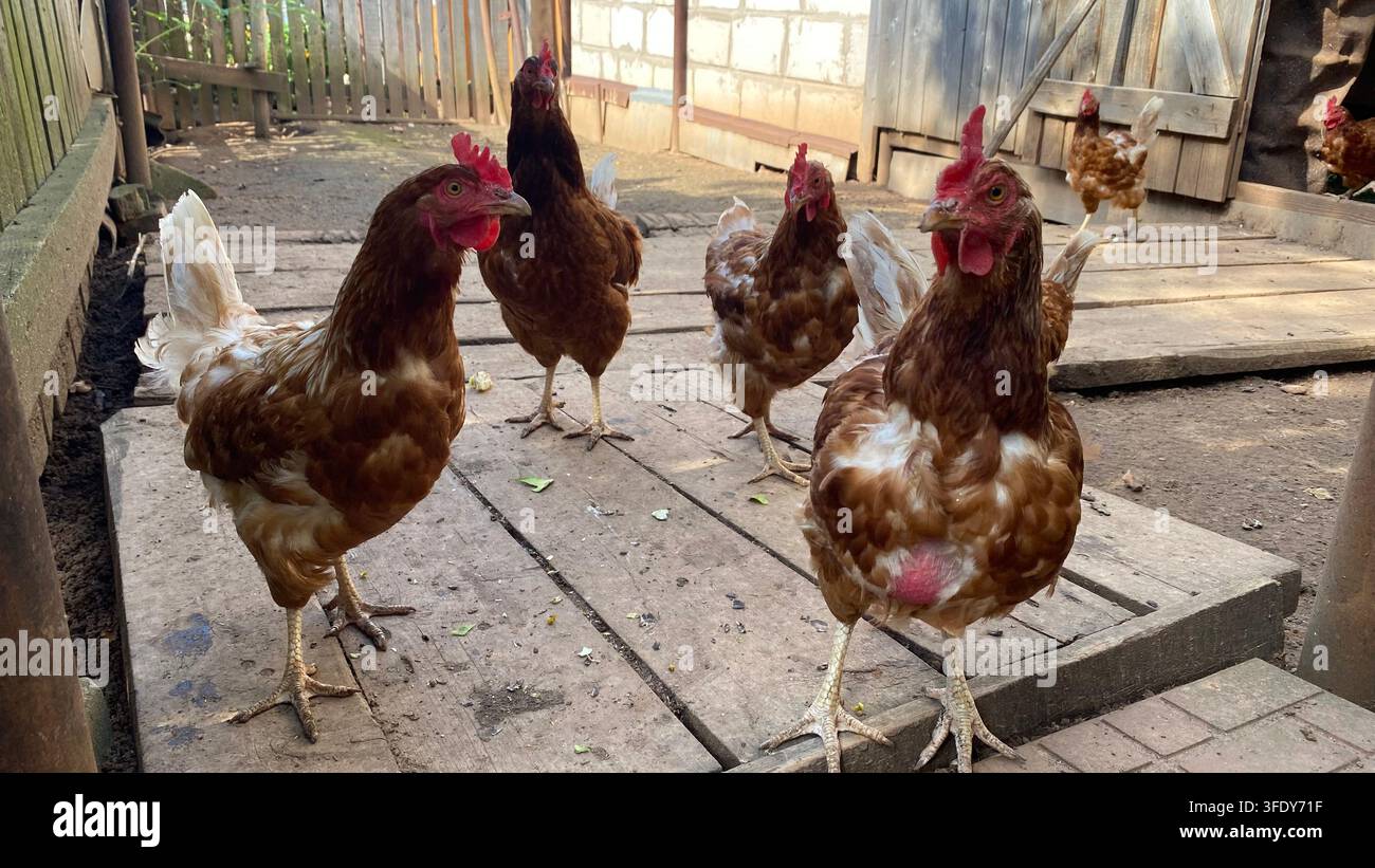 Galline marroni a libero raggio in un rustico pollaio nel cortile Foto Stock