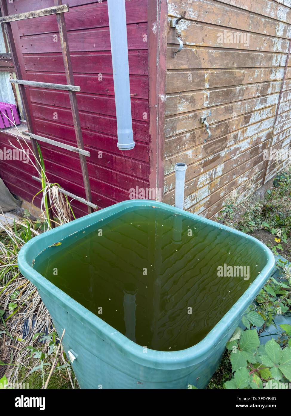 Un barile per la raccolta dell'acqua nel giardino viene svuotato in autunno per proteggerlo dai danni causati dalle temperature gelide e dal gelo invernale. La scena stagionale del giardinaggio Foto Stock