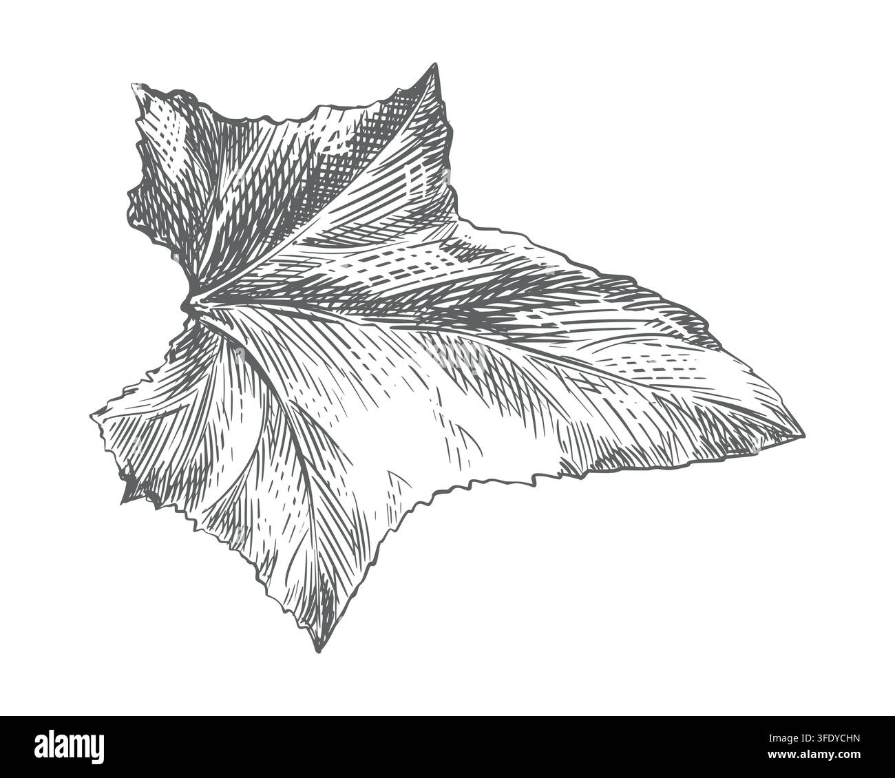 Schizzo di foglia di cetriolo. Illustrazione vettoriale di questa verdura a foglia. Incisione. Disegnato a mano, imita l'incisione. Disegno a linee con inchiostro. Illustrazione Vettoriale