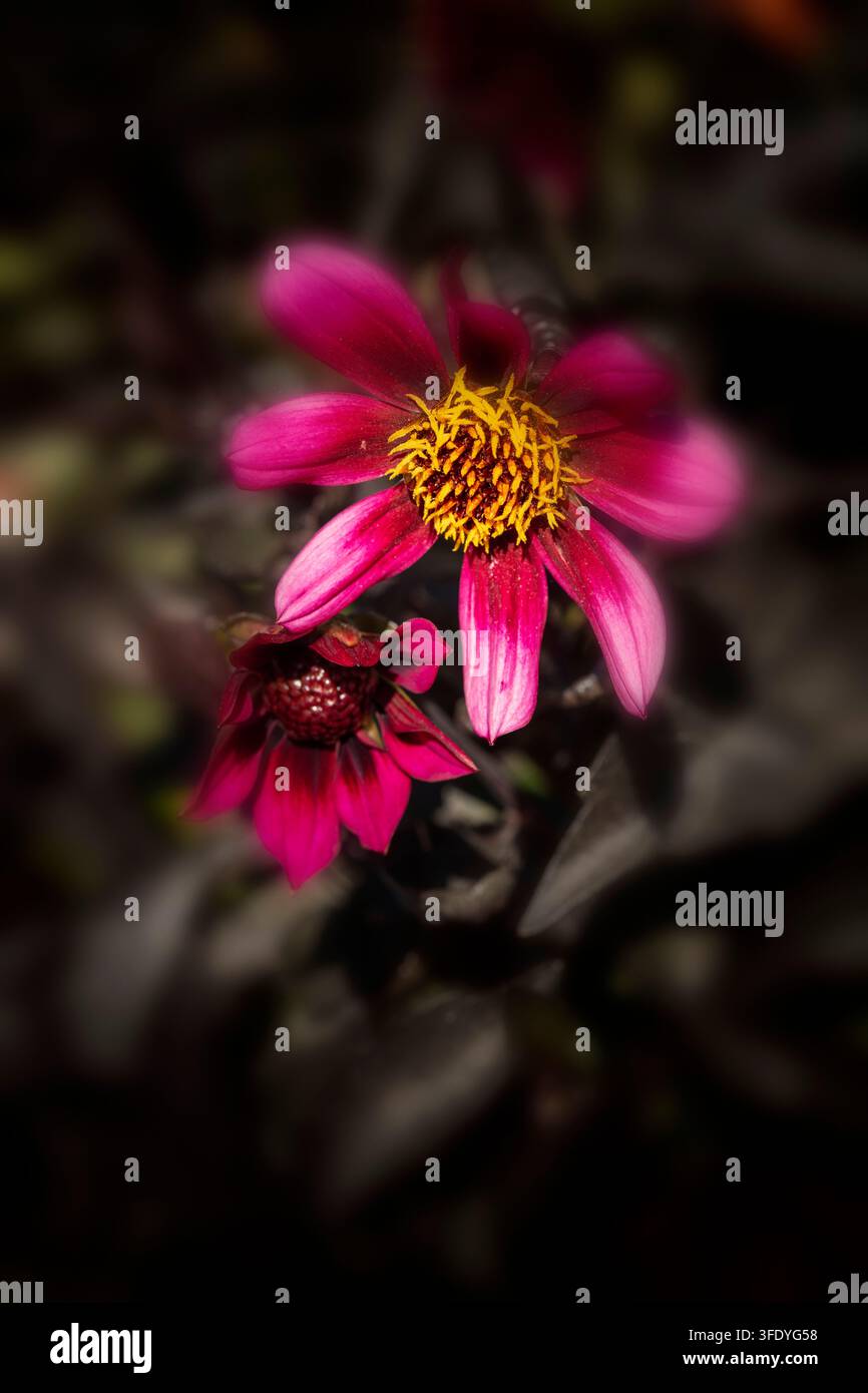 Ritratto naturale in primo piano di una pianta fiorita della deliziosa Dahlia x Hortensis 'Luberga Dark Velvet’. A stelo lungo, Amabile, Luminosa, Lussuosa, Magica Foto Stock