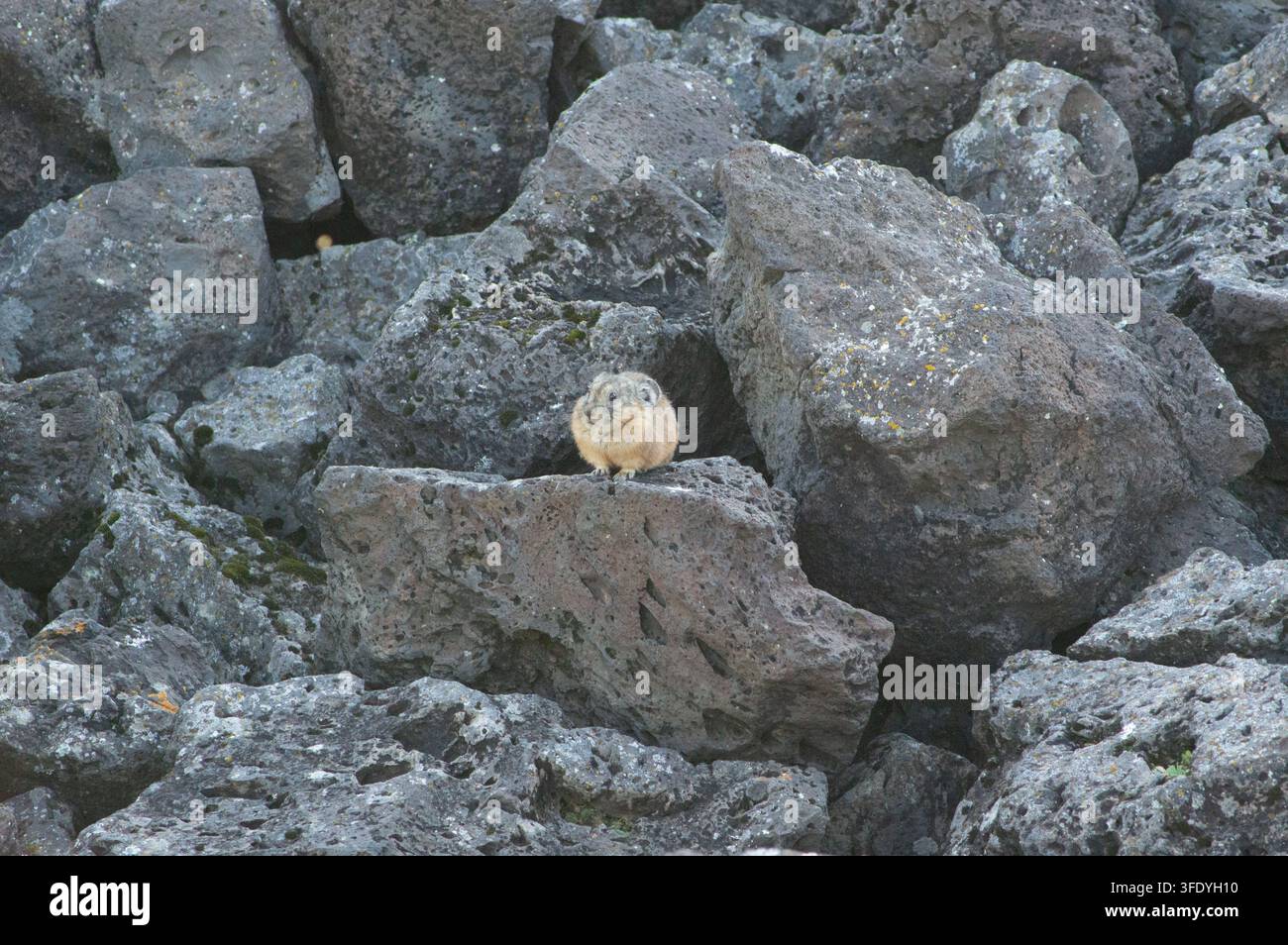 Valle dell'Orkhon, Mongolia - 5 agosto 2026: Un pika mongolo si appollaia su rocce vulcaniche nella valle. Foto Stock