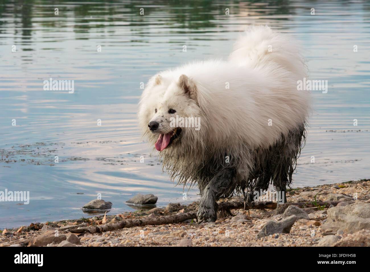 Cane Samoiedo bianco sporco e coperto di fango che cammina sulla riva rocciosa del fiume con la lingua fuori. Fiume Danubio, Esztergom, Ungheria Foto Stock