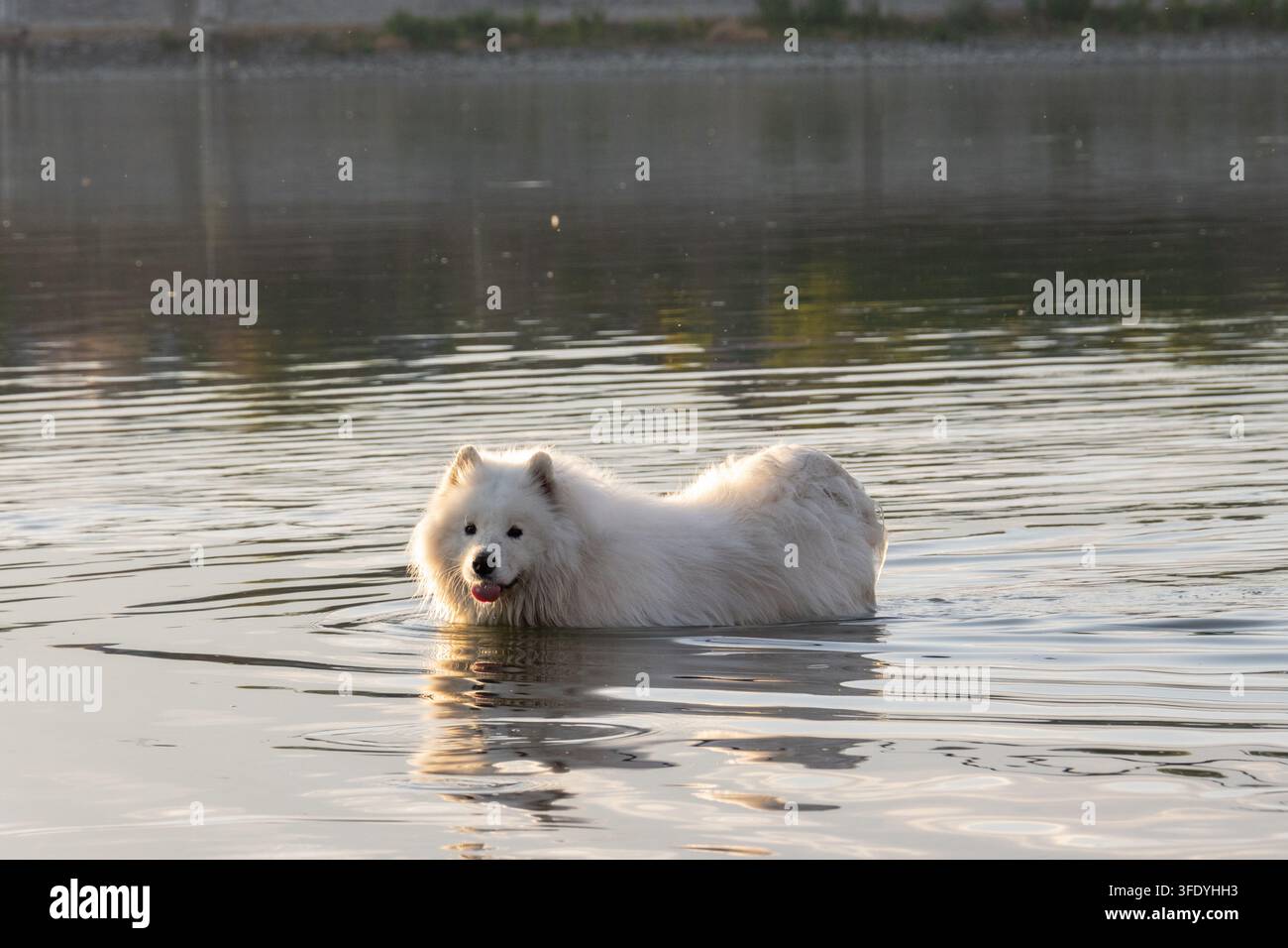 Cane Samoiedo bianco e soffice in piedi nell'acqua del fiume con il muso sporco di fango e la lingua di fuori che guarda verso l'obiettivo Foto Stock
