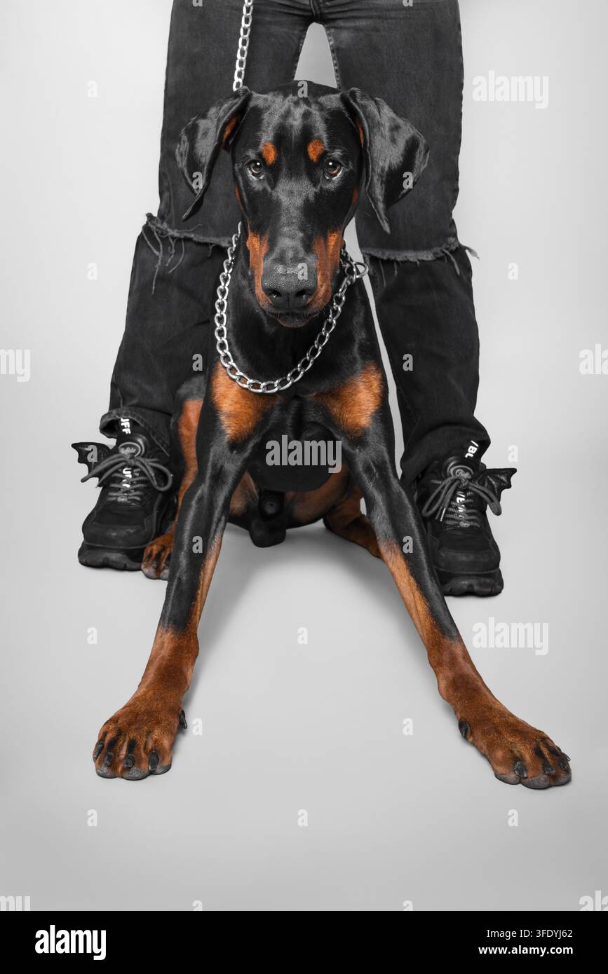 Dobermann Foto Stock