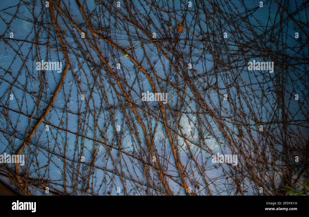 Gli steli di vite secca creano un motivo complesso su una parete azzurra. Gli steli intrecciati si intrecciano entrando e uscendo, formando un disegno interessante nel Foto Stock