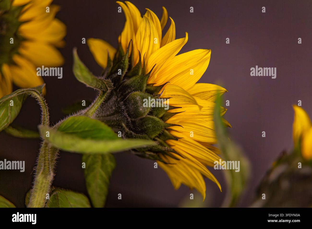 Questa bellissima fotografia botanica naturale cattura una vista macro dettagliata in primo piano che mostra il retro di un girasole giallo vibrante in fiore helia Foto Stock