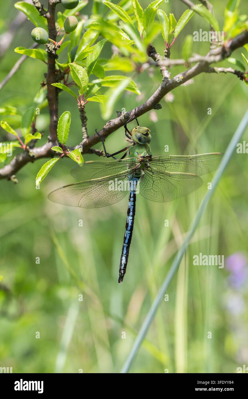 Libellula imperatrice Anax imperator posata su un ramo d'albero tra la vegetazione verde in un habitat naturale di zona umida Foto Stock
