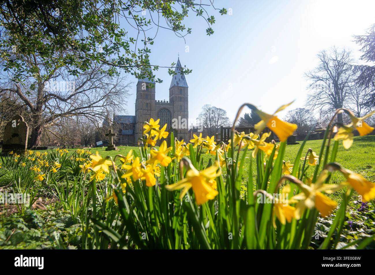 Narcisisti primaverili a Southwell Minster, Nottinghamshire Inghilterra UK Foto Stock