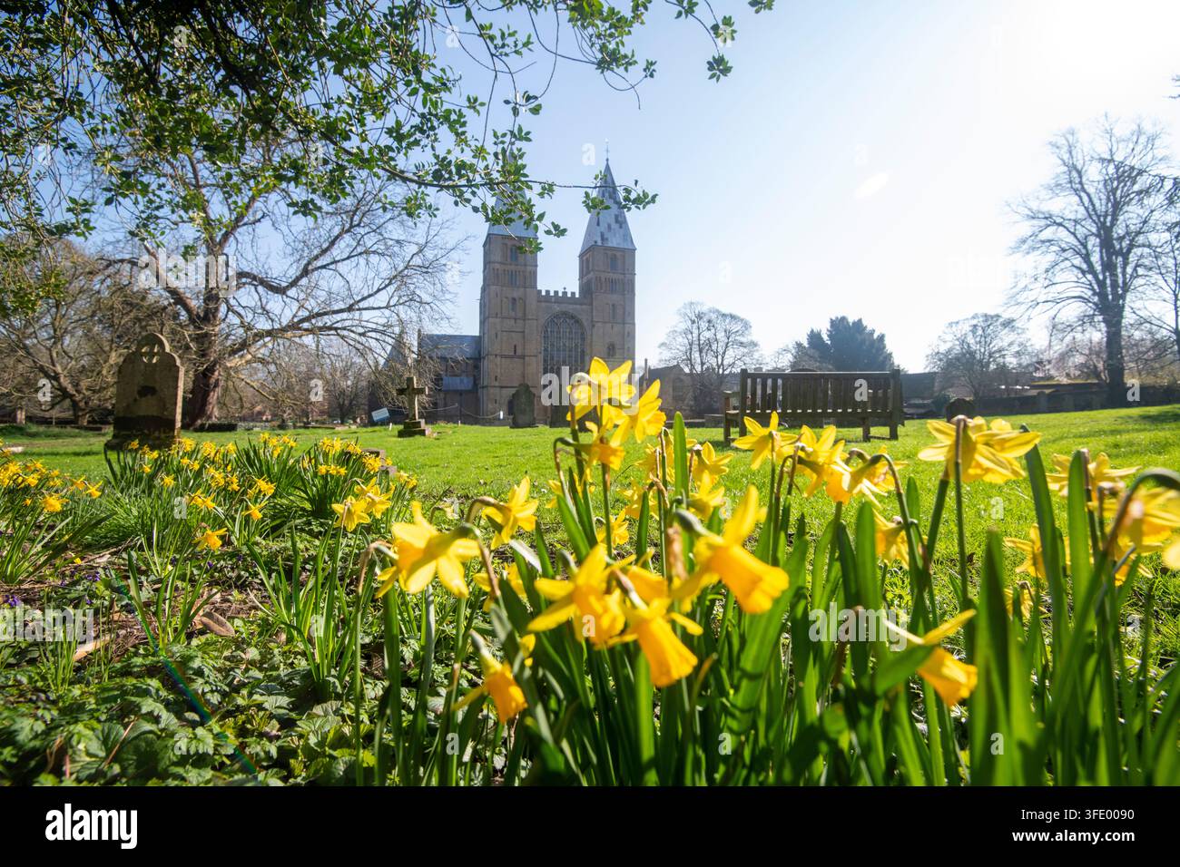 Narcisisti primaverili a Southwell Minster, Nottinghamshire Inghilterra UK Foto Stock