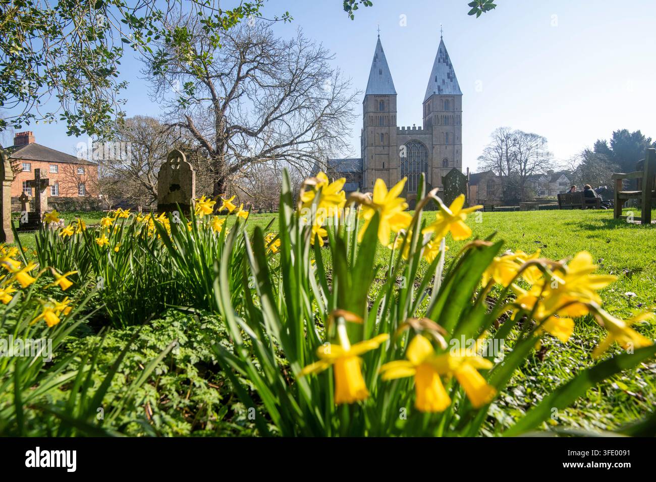 Narcisisti primaverili a Southwell Minster, Nottinghamshire Inghilterra UK Foto Stock