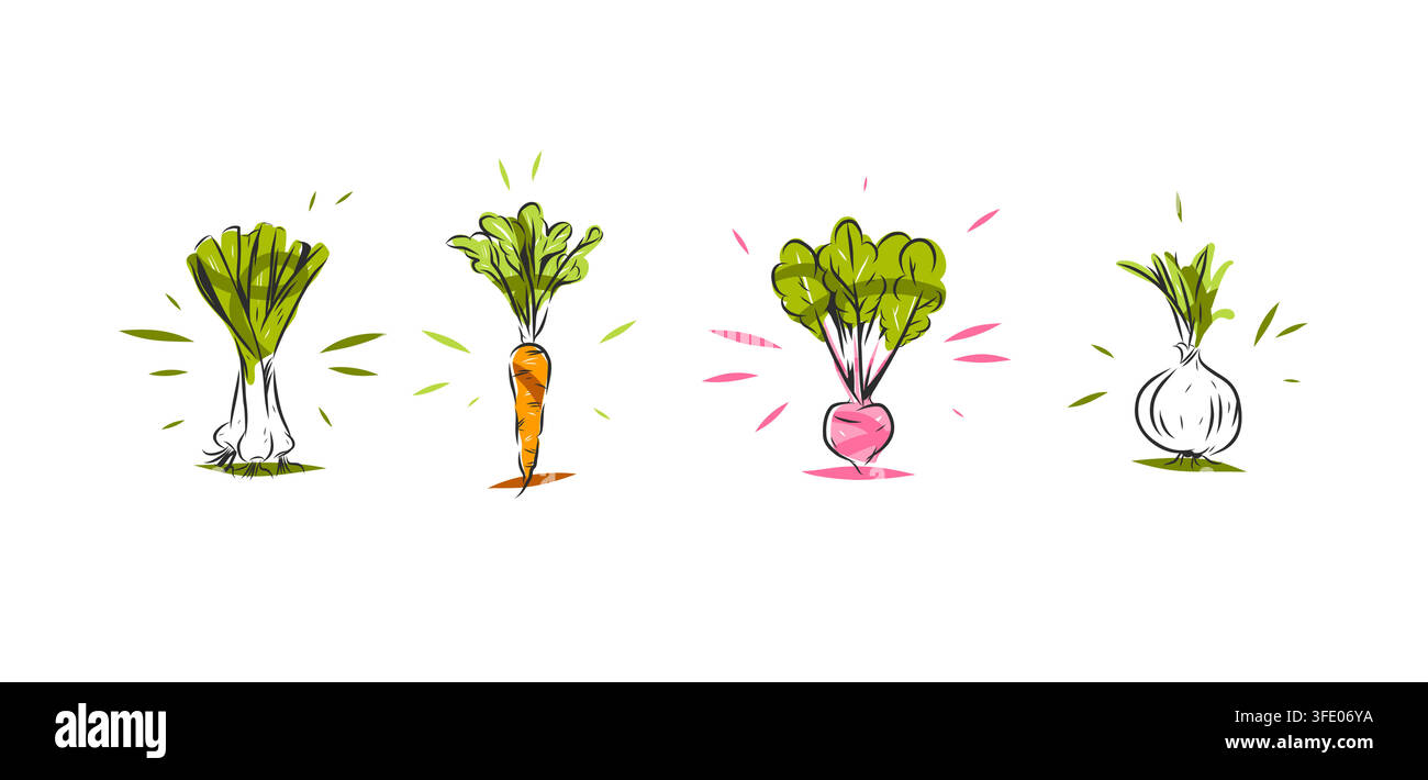 Collezione di vettori di verdure biologiche fresche con cipolla verde, carota, ravanello e cipolla, cibo naturale sano, illustrazioni disegnate a mano di prodotti agricoli Illustrazione Vettoriale