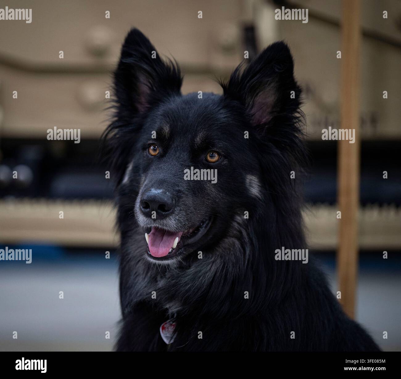 Un cane di un aviere degli Stati Uniti di nome Milo posa per una fotografia per la Giornata Internazionale del Cane alla RAF Mildenhall, Inghilterra, il 31 luglio 2026. Milo è un incrocio tra un husky e Foto Stock